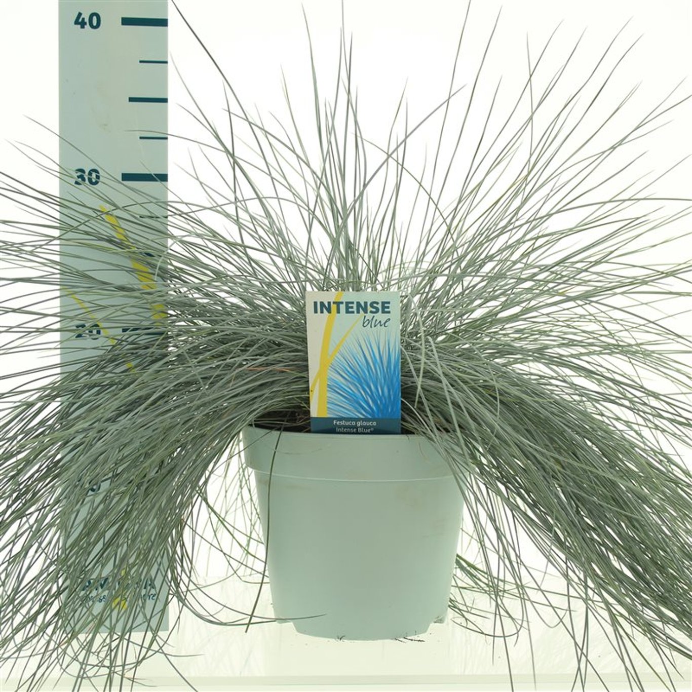 Festuca glauca 'Intense Blue' - C2